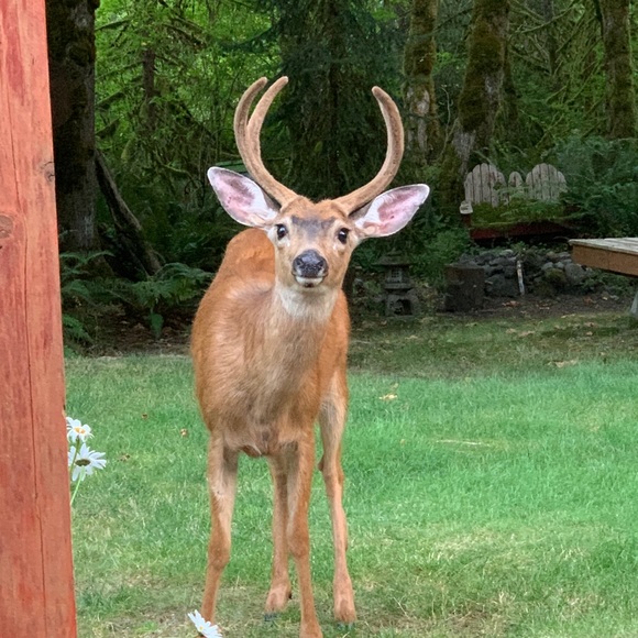 Meet your Posher, Daidre - Picture 15 of 15